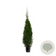 Thuja occ. 'Smaragd' 125-150 cm 10L