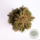 Thuja occ. 'Smaragd' 125-150 cm 10L
