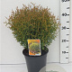 Thuja occ. 'Tiny Tim' 25-30 cm 3,5L