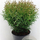 Thuja occ. 'Tiny Tim' 25-30 cm 3,5L