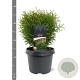 Thuja occ. 'Tiny Tim' 25-30 cm 3,5L