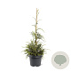 Thuja plicata 'Aldrich Mountain' 40-50 cm 3,0L