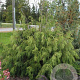 Thuja plicata 'Aldrich Mountain' 40-50 cm 3,0L