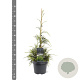 Thuja plicata 'Aldrich Mountain' 40-50 cm 3,0L