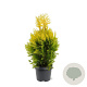 Thuja pl. '4ever' 40-50 cm 3,0L