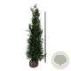 Thuja pl. 'Martin' 200-225 cm met kluit extra