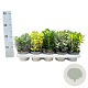 Euonymus Gemengd 15-20 cm P12