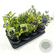 Euonymus Gemengd 20-30 cm 1,7L