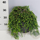 Tsuga can. 'Cole's Prostrate' 30-40 cm 7,5L