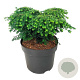 Tsuga can. 'Green Globe' 30-40 cm 6,5L