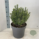 Euonymus jap. 'Aureomarginatus' 40-45 cm 10L