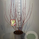 Cornus alba 'Elegantissima' 80-100 cm 7,5L