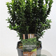 Euonymus jap. 'Green Spire' 50-60 cm 5,0L