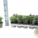 Euonymus jap. 'Microphyl. Albovar.' 15-20 cm P12