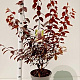 Prunus cer. 'Nigra' 80-100 cm 7,5L
