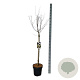 Prunus cer. 'Nigra' 90 cm stam 15L