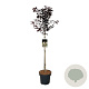 Prunus cer. 'Nigra' 90 cm stam 15L