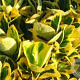 Euonymus jap. 'Ovatus Aureus' 15-20 cm C1