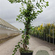 Exochorda 'The Bride' 100-125 cm 12L