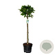 Fagus sylvatica 80 cm stam 10L bol