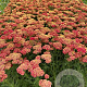 Achillea m. 'Paprika' GM 2,0L