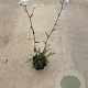 Achillea m. 'White Beauty' GM P9