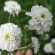 Achillea ptarmica 'Boule de Neige' GM P9