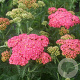 Achillea 'Sassy Summer Taffy' GM P9