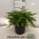 Adiantum pedatum 'Imbricatum' 20-25 cm 2,0L