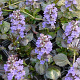 Ajuga reptans Black Scallop GM P9