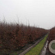 Fagus syl. 'Atropunicea' 14-16 HO draadkluit geveerd