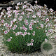 Dianthus delt. 'Arctic Fire' GM P9