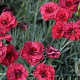 Dianthus (PL) 'Munot' GM P9