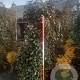 Fagus syl. 'Purpurea Pendula' 275 cm met kluit solitair