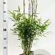 Fargesia nitida 'Volcano' 40-60 cm 5,0L
