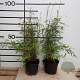 Fargesia nitida 'Volcano' 40-60 cm 5,0L