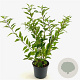 Forsythia int. 'Lynwood' 50-60 cm 3,0L