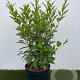 Forsythia int. 'Lynwood' 50-60 cm 3,0L