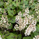Tiarella c. 'Brandywine' GM P9