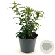 Forsythia int. Mikador 35-40 cm 3,0L