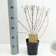 Forsythia int. Minigold 40-50 cm 2,0L