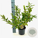 Forsythia int. 'Spectabilis' 50-60 cm 3,0L