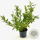 Forsythia int. 'Spectabilis' 50-60 cm 3,0L