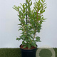Forsythia int. 'Spectabilis' 50-60 cm 3,0L