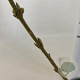 Forsythia int. 'Spectabilis' 50-60 cm 3,0L