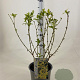 Forsythia int. 'Spectabilis' 50-60 cm 3,0L