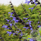 Salvia 'Carines Amazing Blue' GM P9