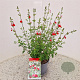Salvia micr. 'Hot Lips' 40-50 cm 2,5L