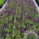 Salvia nem. 'Blaukönigin' GM 2,0L