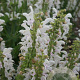 Salvia 'Snow Kiss' GM P9